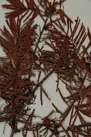 臺灣黃杉藏品圖，第4張