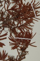 臺灣黃杉藏品圖，第5張