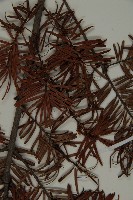 臺灣黃杉藏品圖，第6張