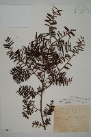 臺灣紅豆杉、紫杉、南方紅豆杉藏品圖，第1張