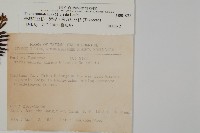 臺灣紅豆杉、紫杉、南方紅豆杉藏品圖，第2張