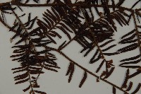 臺灣紅豆杉、紫杉、南方紅豆杉藏品圖，第3張