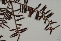 臺灣紅豆杉、紫杉、南方紅豆杉藏品圖，第4張