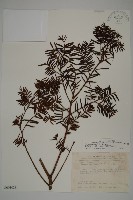 臺灣紅豆杉、紫杉、南方紅豆杉藏品圖，第1張