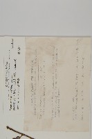 臺灣紅豆杉、紫杉、南方紅豆杉藏品圖，第2張