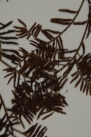 臺灣紅豆杉、紫杉、南方紅豆杉藏品圖，第3張