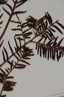 臺灣紅豆杉、紫杉、南方紅豆杉藏品圖，第4張