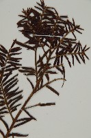 臺灣紅豆杉、紫杉、南方紅豆杉藏品圖，第5張