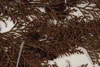 臺灣扁柏藏品圖，第3張