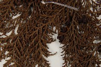 臺灣扁柏藏品圖，第4張