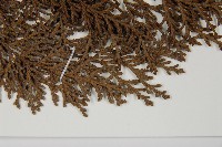 臺灣扁柏藏品圖，第5張