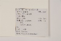 馬尾松藏品圖，第2張