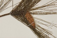 馬尾松藏品圖，第3張