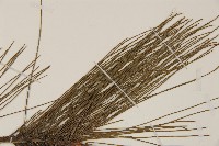 馬尾松藏品圖，第5張