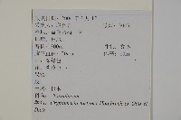 柳杉藏品圖，第2張