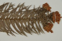 柳杉藏品圖，第3張