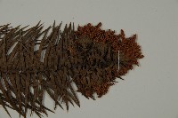 柳杉藏品圖，第4張