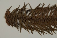 柳杉藏品圖，第5張