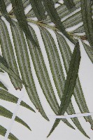 臺灣穗花杉藏品圖，第4張