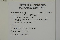 蘭嶼羅漢松藏品圖，第2張