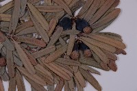 蘭嶼羅漢松藏品圖，第3張