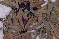 蘭嶼羅漢松藏品圖，第4張