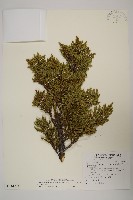 香青藏品圖，第1張