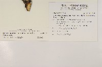 香青藏品圖，第2張