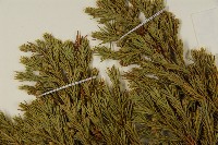 香青藏品圖，第5張