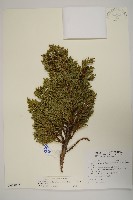 香青藏品圖，第1張