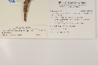 香青藏品圖，第2張