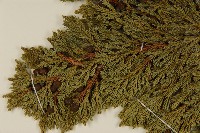 香青藏品圖，第3張