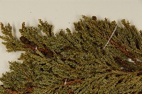 香青藏品圖，第4張