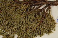 香青藏品圖，第5張