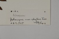 大葉羅漢松藏品圖，第2張