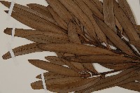 大葉羅漢松藏品圖，第4張