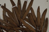 大葉羅漢松藏品圖，第5張