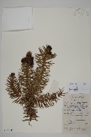 杉木藏品圖，第1張