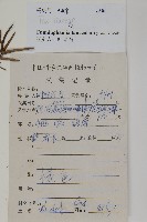 杉木藏品圖，第2張