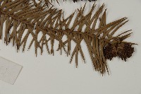 杉木藏品圖，第3張