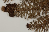 杉木藏品圖，第4張