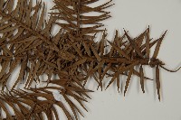 杉木藏品圖，第5張