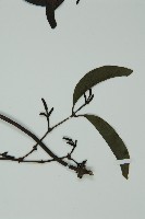 小葉買麻藤藏品圖，第3張