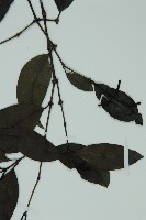 小葉買麻藤藏品圖，第4張