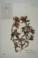 小葉漢松藏品圖，第1張