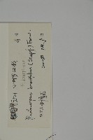 小葉漢松藏品圖，第2張