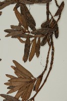 小葉漢松藏品圖，第4張