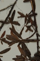 小葉漢松藏品圖，第5張