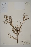 柳杉藏品圖，第1張