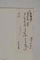 柳杉藏品圖，第2張